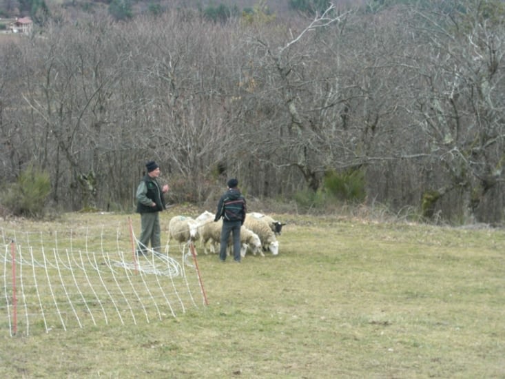 Journée chien de troupeau