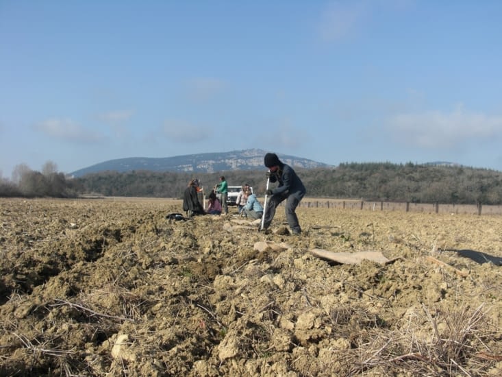 Plantation des arbres