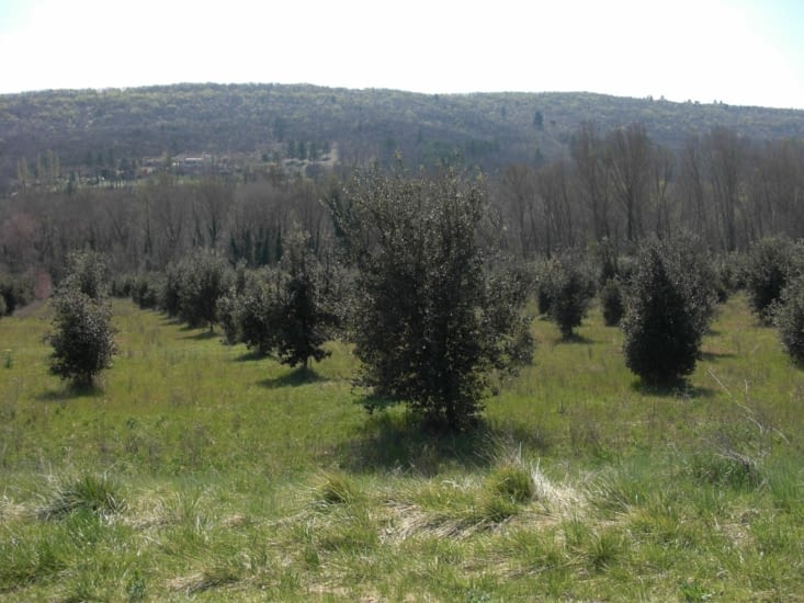 Plantation de chênes truffiers