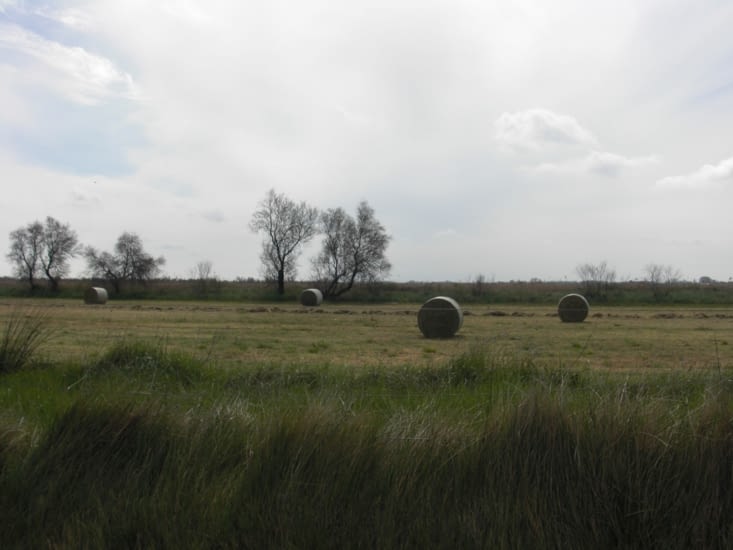 Premiers foins en Camargue le 24 mars !