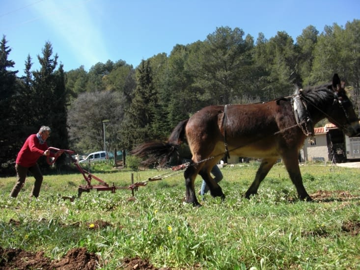 Travail du sol avec "Colchique", la mule