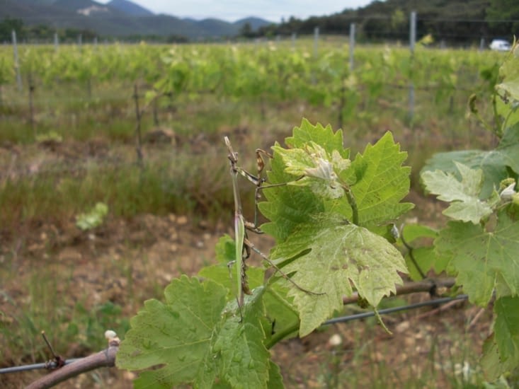 Belle camarade des vignes