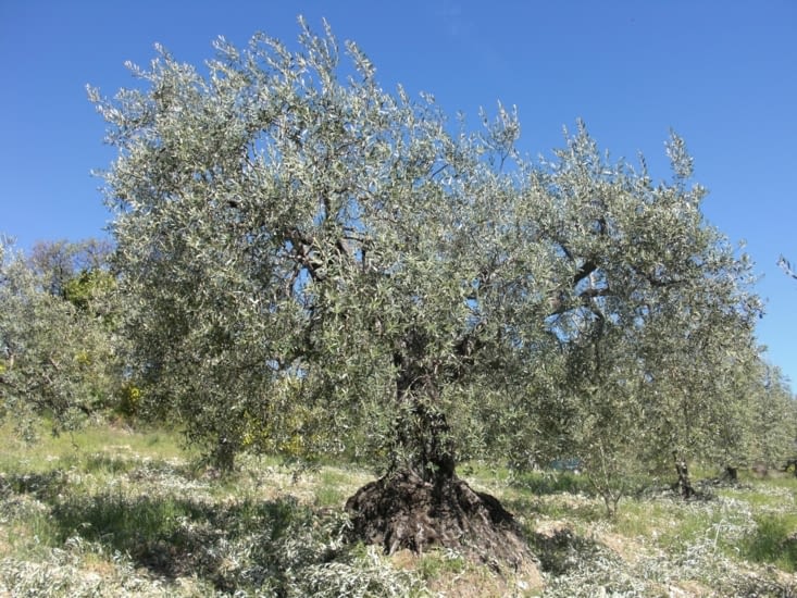 Un olivier de la variétés tanche