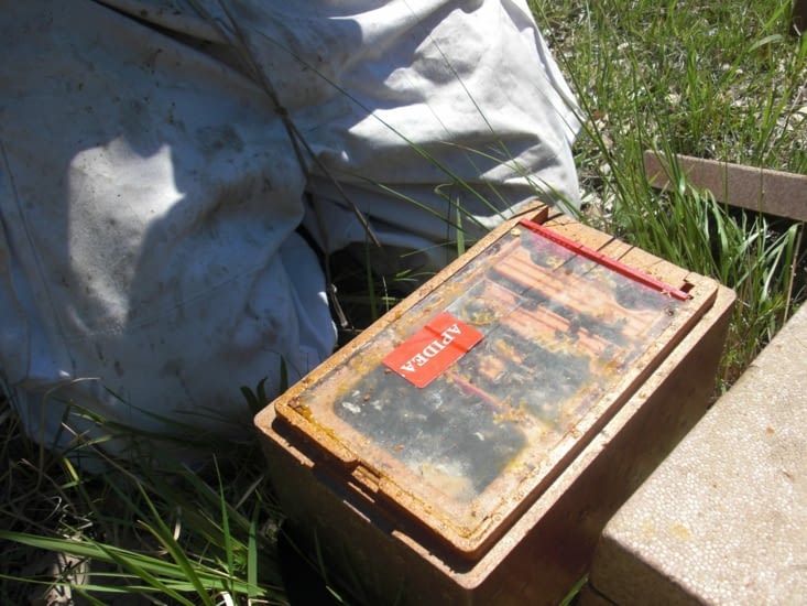 Les reines élevées peuvent aussi être placées dans des nucléi