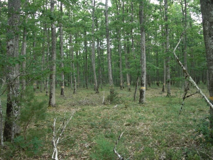 forêt domaniale de boulogne