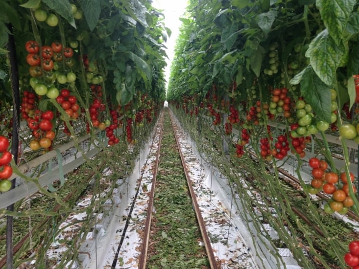 Tomates hors-sol à "tous à la ferme"