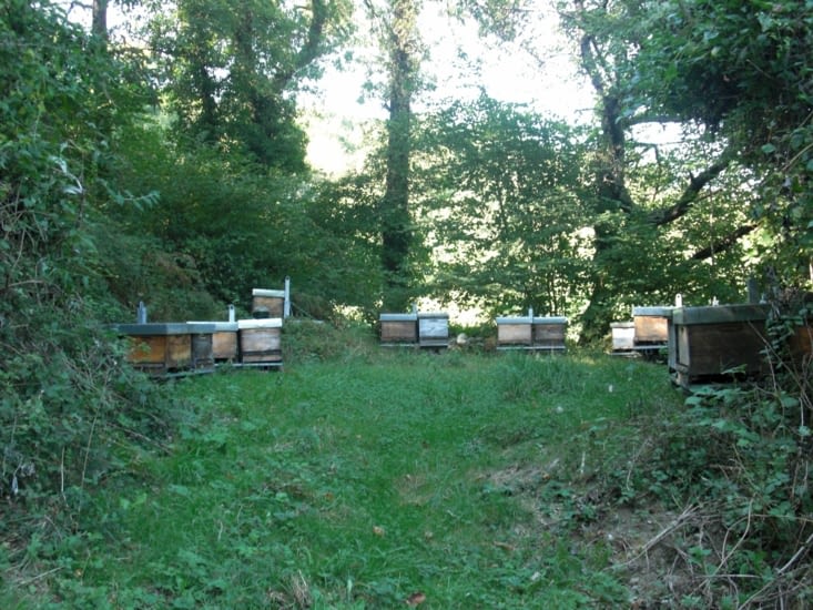 Rucher pour la miellée de Châtaignier