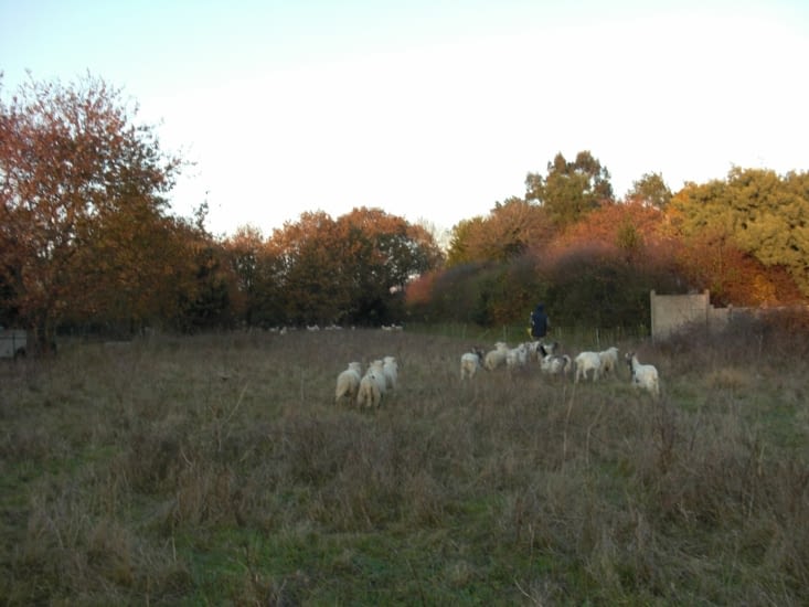 Les moutons au pré toute l'année
