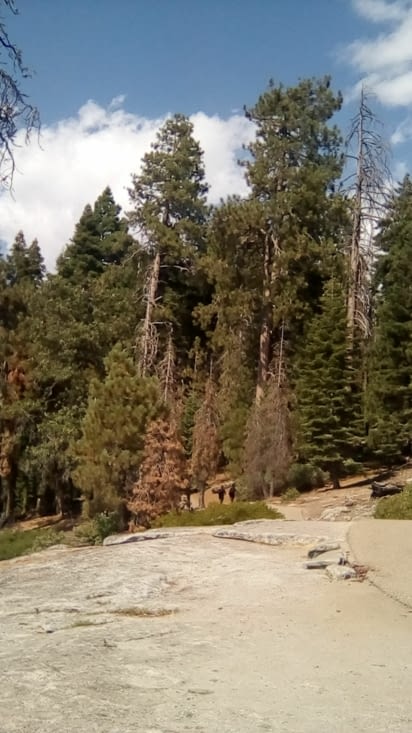 Sequoia national parc