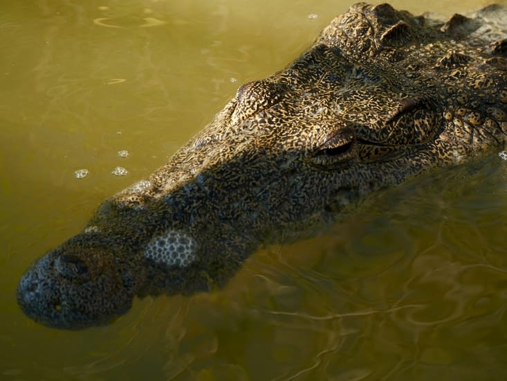 Le crocodile...