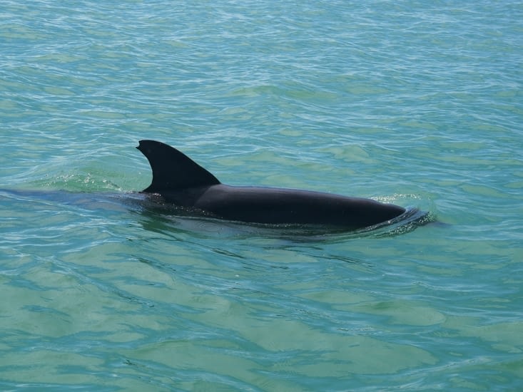 Un dauphin