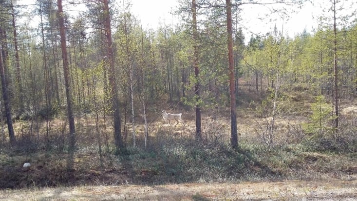 aux confins des sous-bois ...