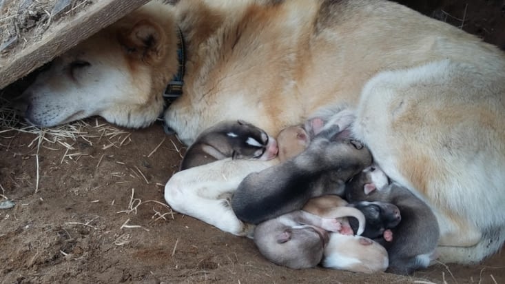 Naissance le 25/5/2019 des 8 chiots de Douchka, dont 7 sont encore en vie. Phrase du jour