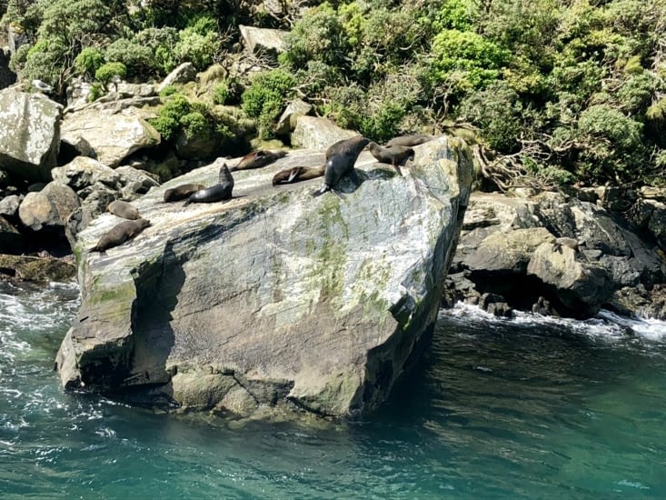 Ils sont posés les phoques