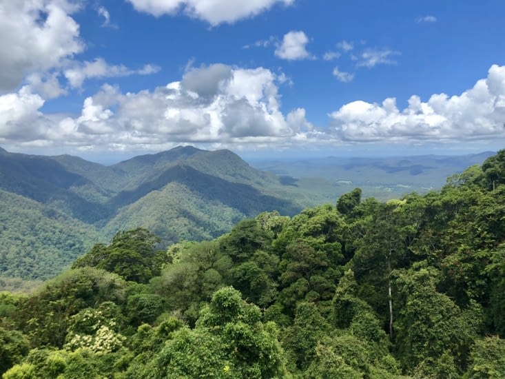 Dorrigo rainforest