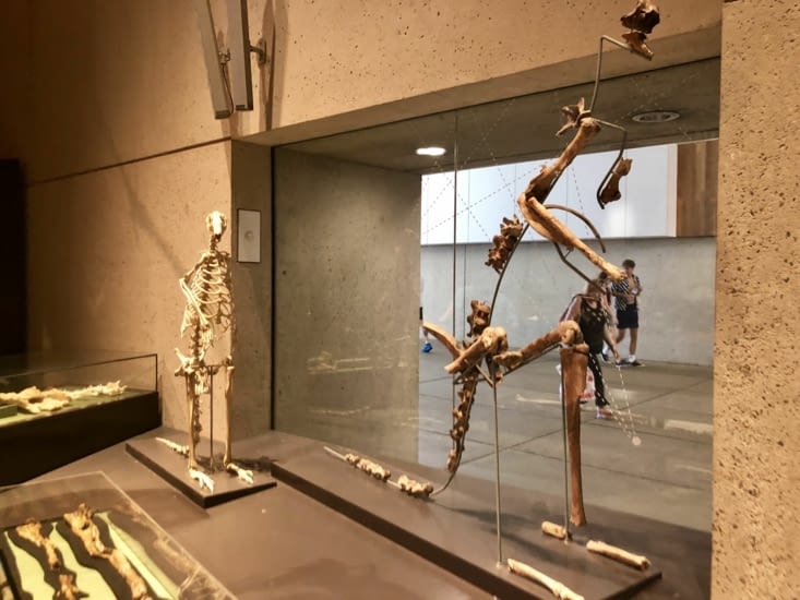 Le kangourou et son ancêtre le Giant Kangaroo