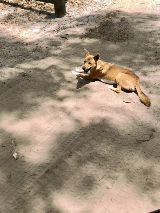 Sur la zone de pique-nique on tombe sur un dingo