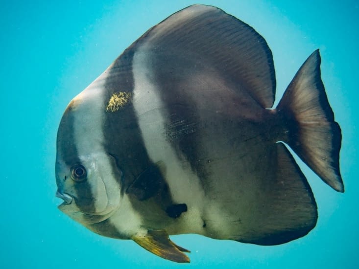 Longfin spadefish