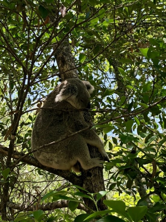 Je tombe par hasard sur mon premier koala et un sauvage ?