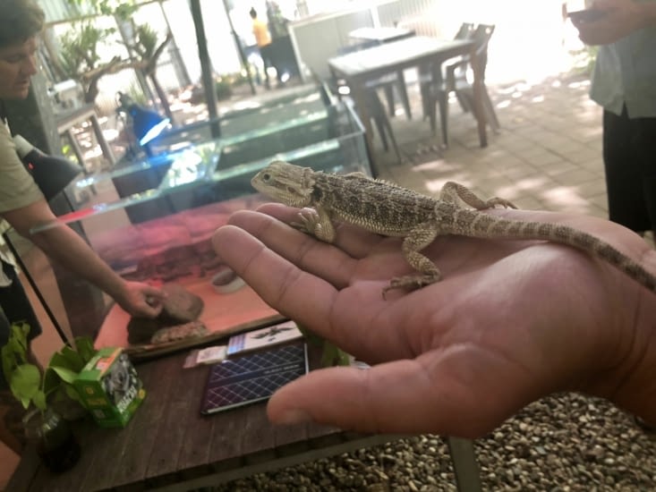 Gecko australien