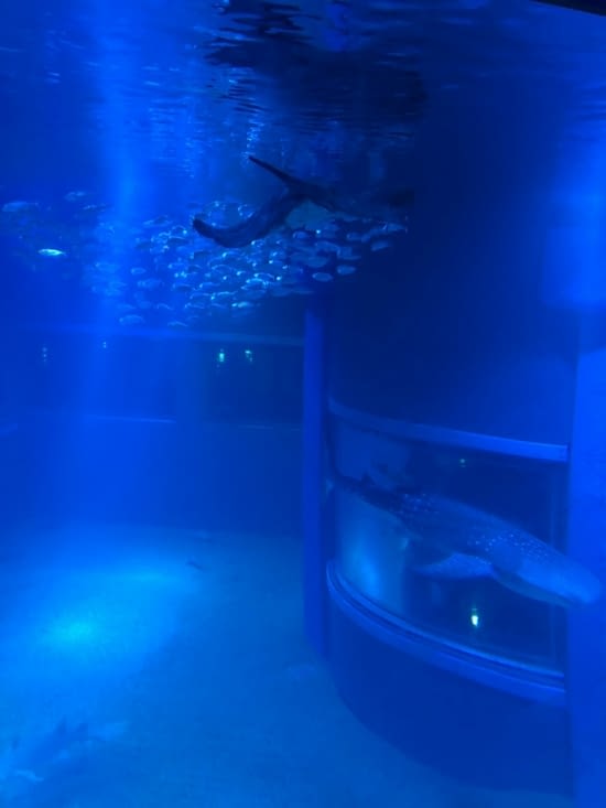 Aquarium de Osaka