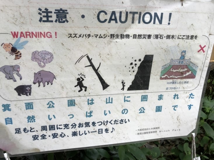 Attention aux guêpes, serpents, singes, sangliers et gorilles
