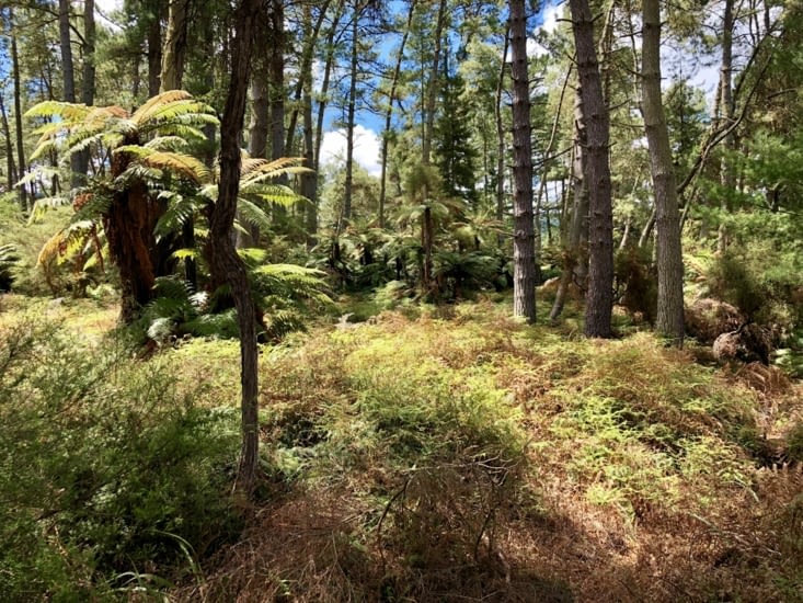 Native Bush Walk (Marche du buisson naturel)