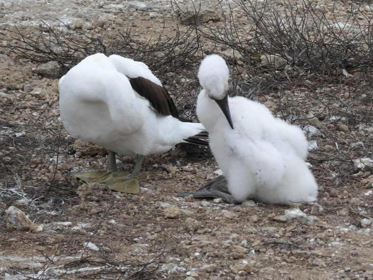 Fou aux pieds verts et son petit