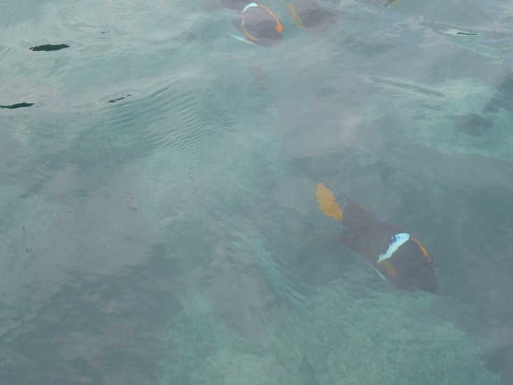 Poissons multicolores