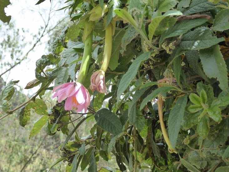 Fleur de l'Inca, Buxifolia