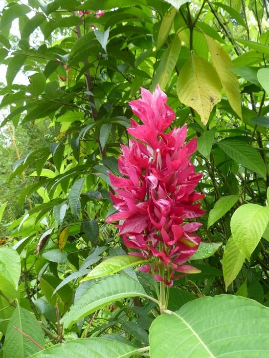Les belles fleurs d'Amazonie
