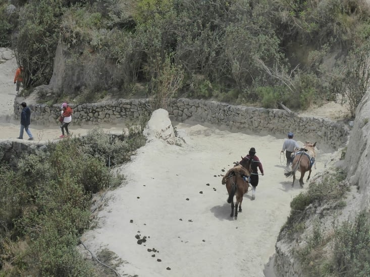 Mules pour aider à remonter de la plage de Quilotoa