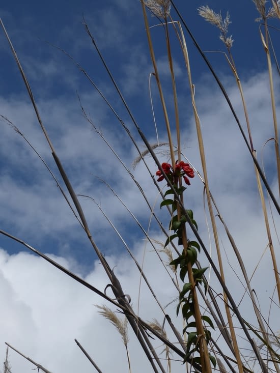 Les fleurs sont parfois solitaires