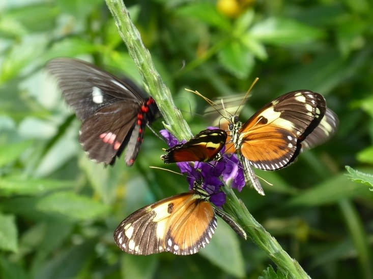 Cette fleur a du succès