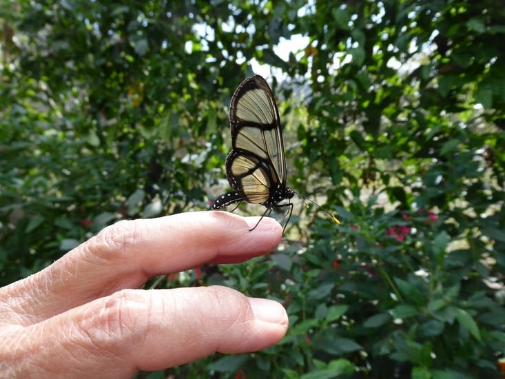 Je l'ai promené un bon bout de temps sur mon doigt