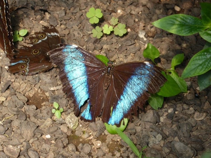 Joli papillon bleu