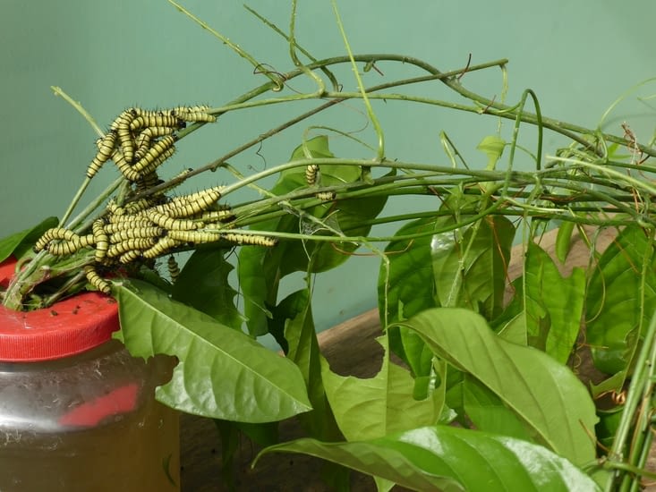 Puis ils deviennent chenilles