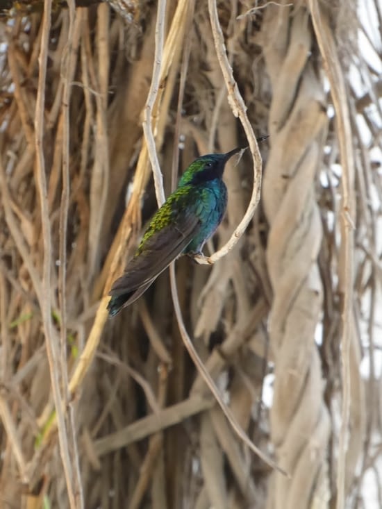 Colibri sur une liane perché