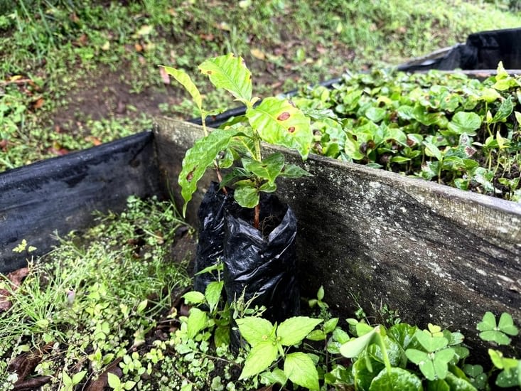 Fururs plants de café
