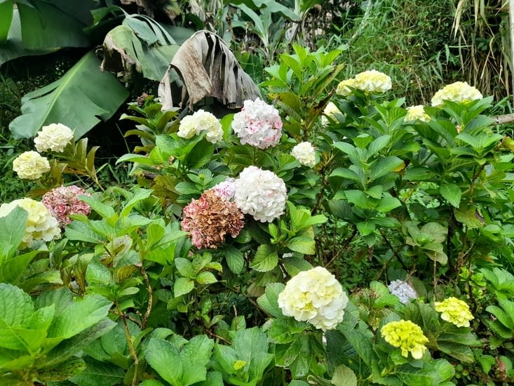 Hortensia bicolore