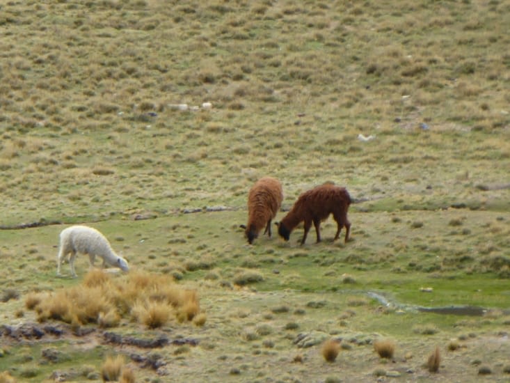 Au loin, les lamas