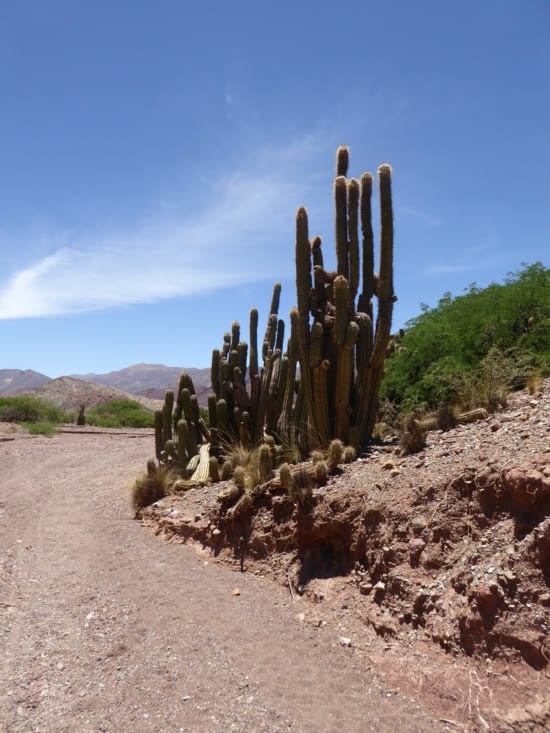 Des cactus, toujours des cactus