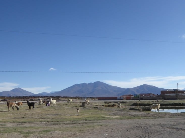 Bergères et lamas à San Juan de Rosario