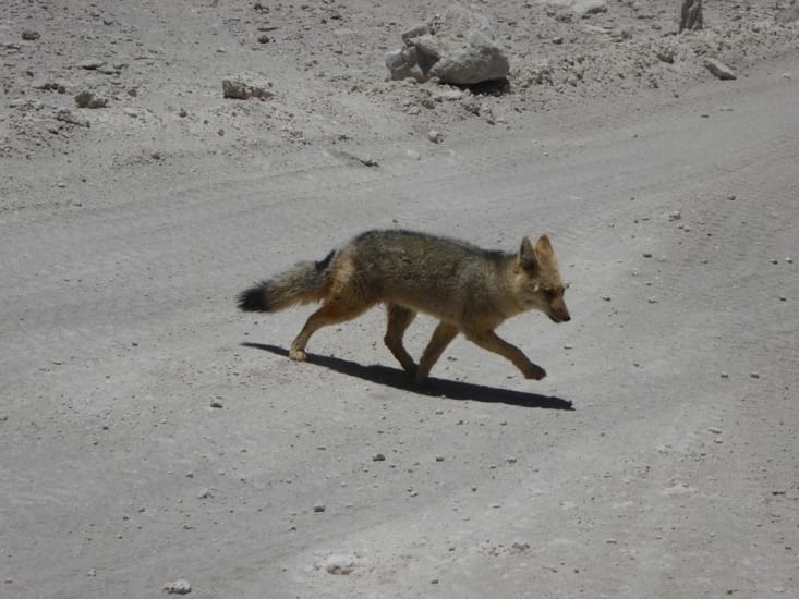 Renard du désert