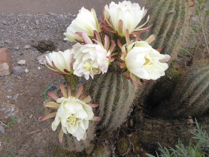 Cactus en fleurs