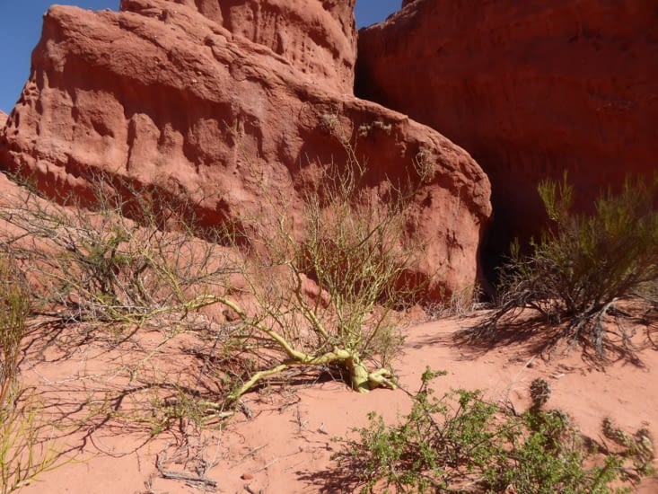 Des arbustes aux couleurs étranges
