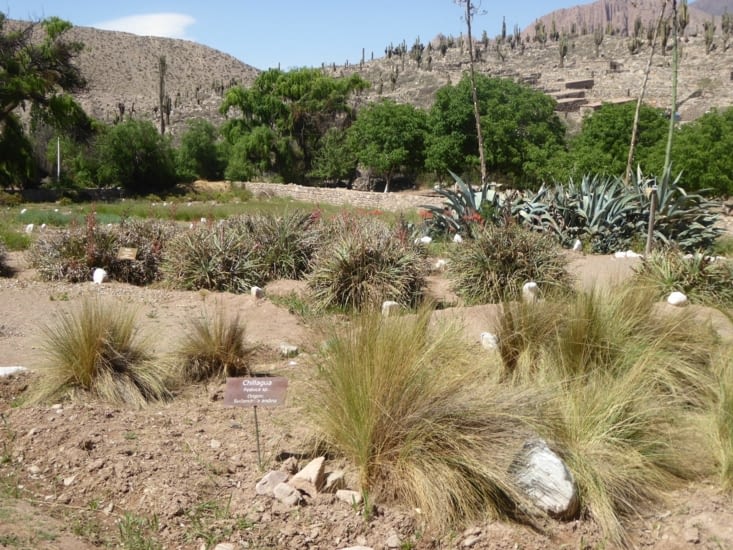 Jardin botanique et Pucará en arrière-plan
