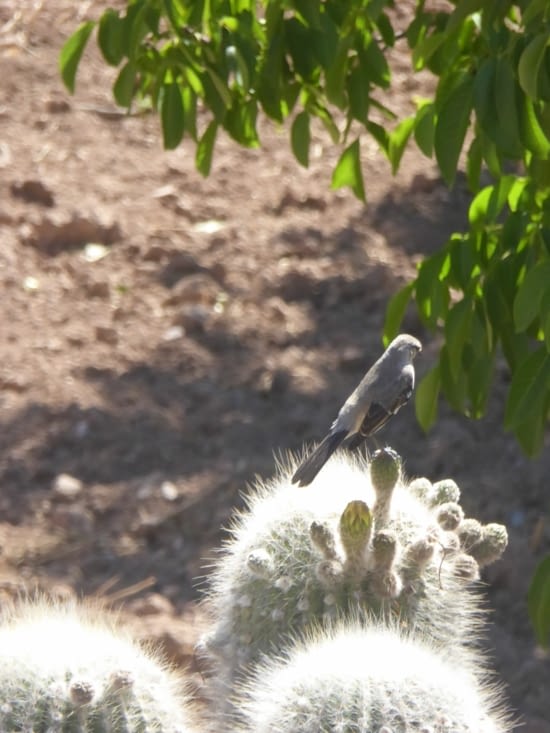 Oiseau sur cactus