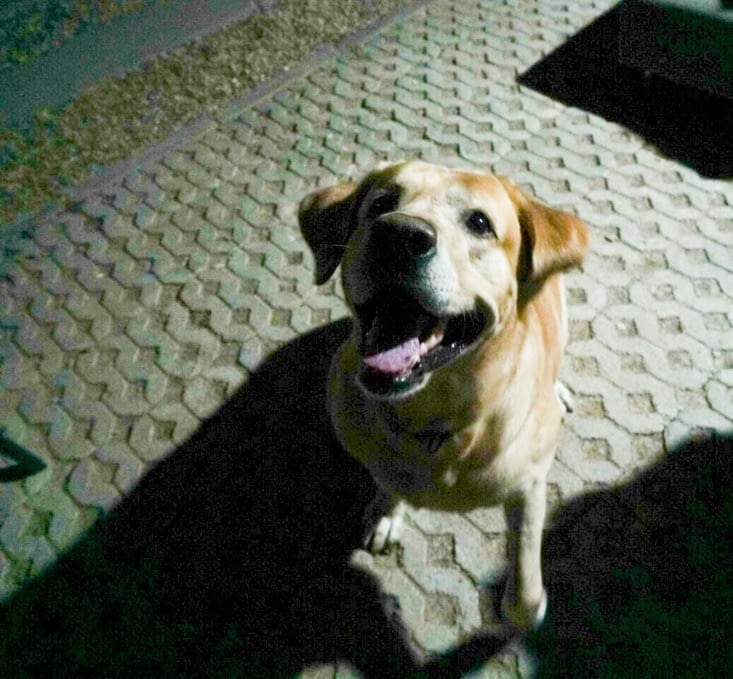 Tout excité avant d'aller le promener