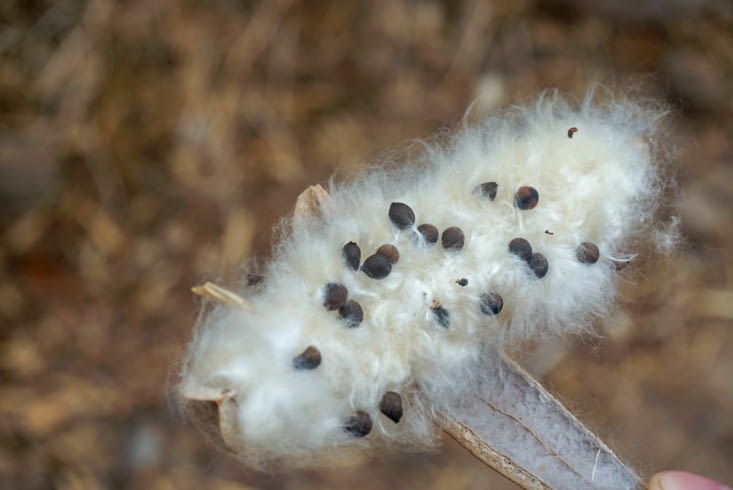 Cosse contenant les graines entourées de fibres très douces